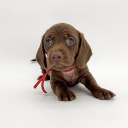 Rose - Chocolate female Dachshund puppy in Waddell, Arizona from Neu Doxies