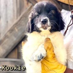 Karakachans from Luxelivestock and Transportation