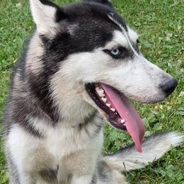 Minnie - Siberian Husky