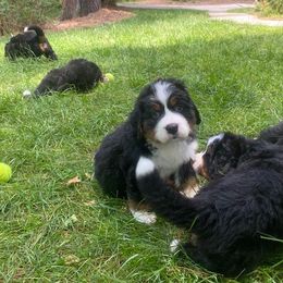 Bernese Mountain Dog Puppies from Blue Ridge Mountains - Bernese Mountain Dog Pups
