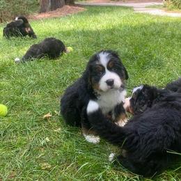Bernese Mountain Dog Puppies from Blue Ridge Mountains - Bernese Mountain Dog Pups