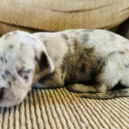Blue Merle girl - Merle female Great Dane puppy in Devine, Texas from Texas Devine Danes & Aussies