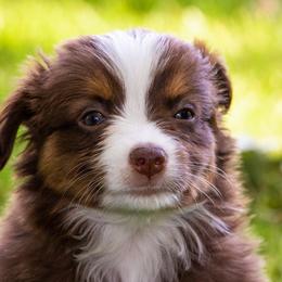 Miniature American Shepherd and Miniature Australian Shepherd Puppies from Bellewynd Acres