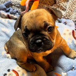 Cecilia - Fawn female French Bulldog puppy in Neenah, Wisconsin from Mimosa Acres French Bulldogs LLC