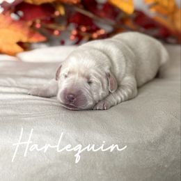 Harlequin - Yellow female Labrador Retriever puppy in Susanville, California from Bitterbrush Farm & Apiary