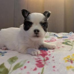 Louis - Black and white male Chihuahua puppy in Amity, Pennsylvania from Baxters Chihuahuas