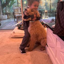 Goldendoodle and Poodle Puppies from Florida Coast Golden Doodles
