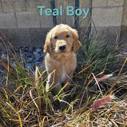 Golden Retriever Puppies from Sonoran Golden Retrievers