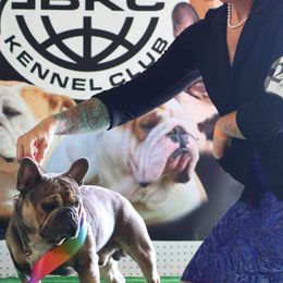 French Bulldogs from Frenchie’s of Glen Ellen