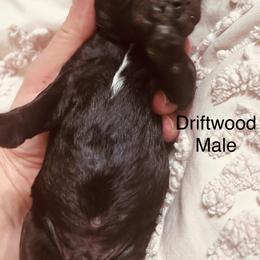 Driftwood - Black male Poodle puppy in Woodleaf, North Carolina from Circle T Ranch K9s