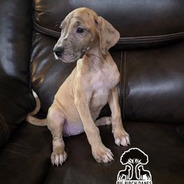 Acorn - Fawn female Great Dane puppy in Spiro, Oklahoma from Big Birch Danes