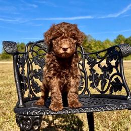 Whiskey - Red male Aussiedoodle puppy in Crawford, Mississippi from Magnolia State Poodles and Doodles