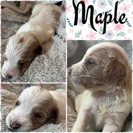 Maple (Girl 5) - Parti female Goldendoodle puppy in Ankeny, Iowa from Iowadoodles2love