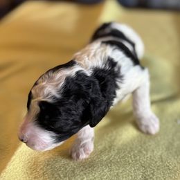 Boy 2 - male Australian Mountain Doodle puppy in Blue Springs, Missouri from Jeanie’s Doodles