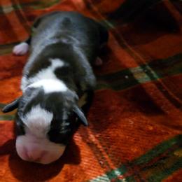 Girl 2 - Brindle female Boxer puppy in Temple, Georgia from B&B Boxers