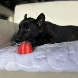 Dutch Shepherd Puppies from TecK9s
