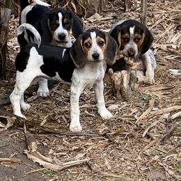 Ruby - Black tan and bluetick female Beagle puppy in Brooksville, Florida from Southern Skye Farm