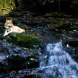 Siberian Huskies from Siberian's Of Fire And Ice