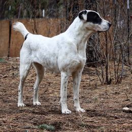 Gothic - Central Asian Shepherd Dog