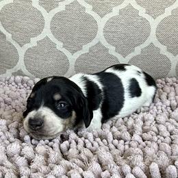AKC Boy1 - Black and cream male Dachshund puppy in Joshua Tree, California from Desert Dreams Ranch