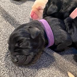 Amethyst - Black female Labrador Retriever puppy in Rock Hill, South Carolina from North Star Retrievers