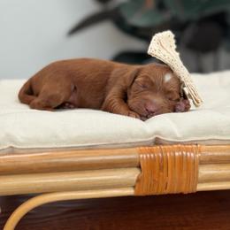 Girl 2 - Red  female Goldendoodle puppy in Elk Grove, California from Doodles by Faith