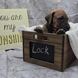 Lock - Fawn female Great Dane puppy in Caldwell, Idaho from Miner's Dynamic Danes