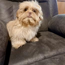 Caramel - Liver male Shih Tzu puppy in Running Springs, California from Amanda's Shih Tzus