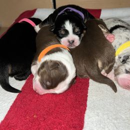 Australian Shepherd and Miniature Australian Shepherd Puppies from KMooreAussies