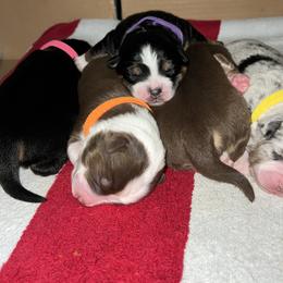 Australian Shepherd and Miniature Australian Shepherd Puppies from KMooreAussies
