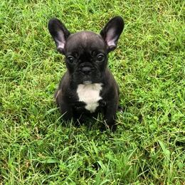 French Bulldogs from Dry Cottonwood Creek K9