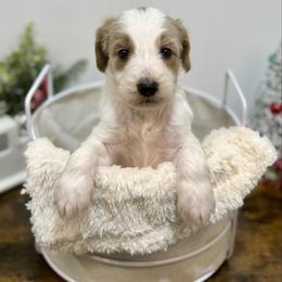 Frosty - Parti male Goldendoodle puppy in Kenansville, North Carolina from J+A Family Doodles