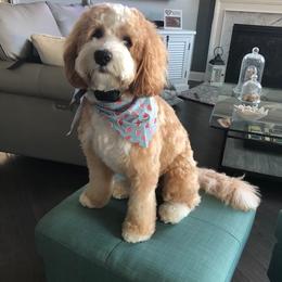 Zoey - Australian Labradoodle