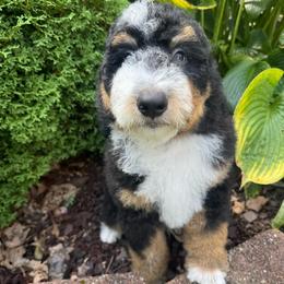 Black collar male Bern - Tri-color male Bernedoodle puppy in Mc Henry, Maryland from TLC by the Lake Standard Poodle and Doodles