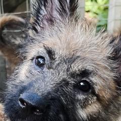 Mr Turquoise - Red sable male Belgian Laekenois puppy in Ball Ground, Georgia from COSWALD  BELGIAN  LAEKENOIS