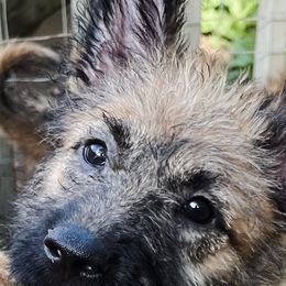 Mr Turquoise - Red sable male Belgian Laekenois puppy in Ball Ground, Georgia from COSWALD  BELGIAN  LAEKENOIS
