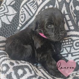 Lauren - Black female Portuguese Water Dog puppy in Jacksonville, Florida from Atlantic Coast PWD