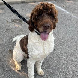 Ivan - Portuguese Water Dog