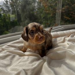 Boba - Dapple male Dachshund puppy in San Diego, California from Enchantables