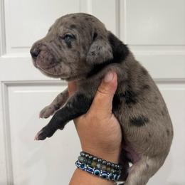Superman - Merle male Great Dane puppy in Florida from Beachside Kennels