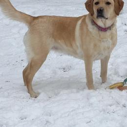 Lucy - Labrador Retriever