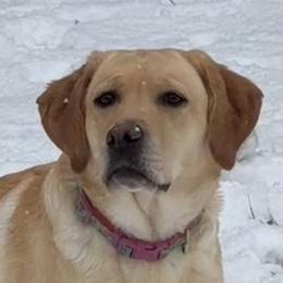 Lucy - Labrador Retriever