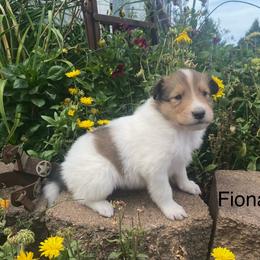 Fiona - Sable and white female Collie puppy in Hinckley, Minnesota from Rusty Spur Collies