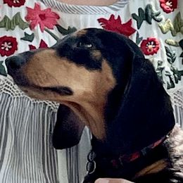 Winnie - Dachshund