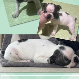 Marlin - Blue male Boston Terrier puppy in Brazos Point, Texas from TX Southern Belle Bostons