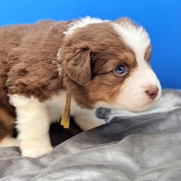 Yellow Collar RTF - Red tri-color female Miniature American Shepherd puppy in Lexington, Kentucky from Deuce's Den