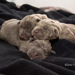 Cane Corso Puppies from Serafina Cane Corso