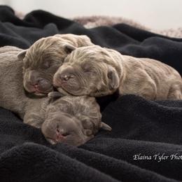 Cane Corso Puppies from Serafina Cane Corso