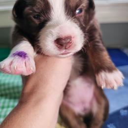 Cherry - Red tri female Miniature Australian Shepherd puppy in Dunnellon, Florida from Ever After Mini Aussies