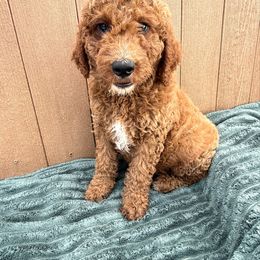 Orange - Red male Irish Doodle puppy in Bloomfield, Iowa from Schooley Doodles